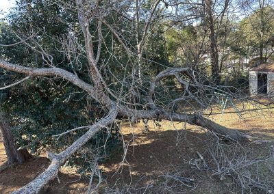 Emergency Tree Removal in Columbia SC