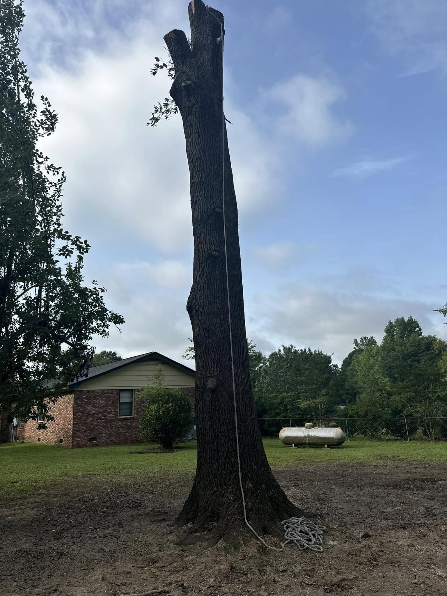 Tree Removal Columbia SC