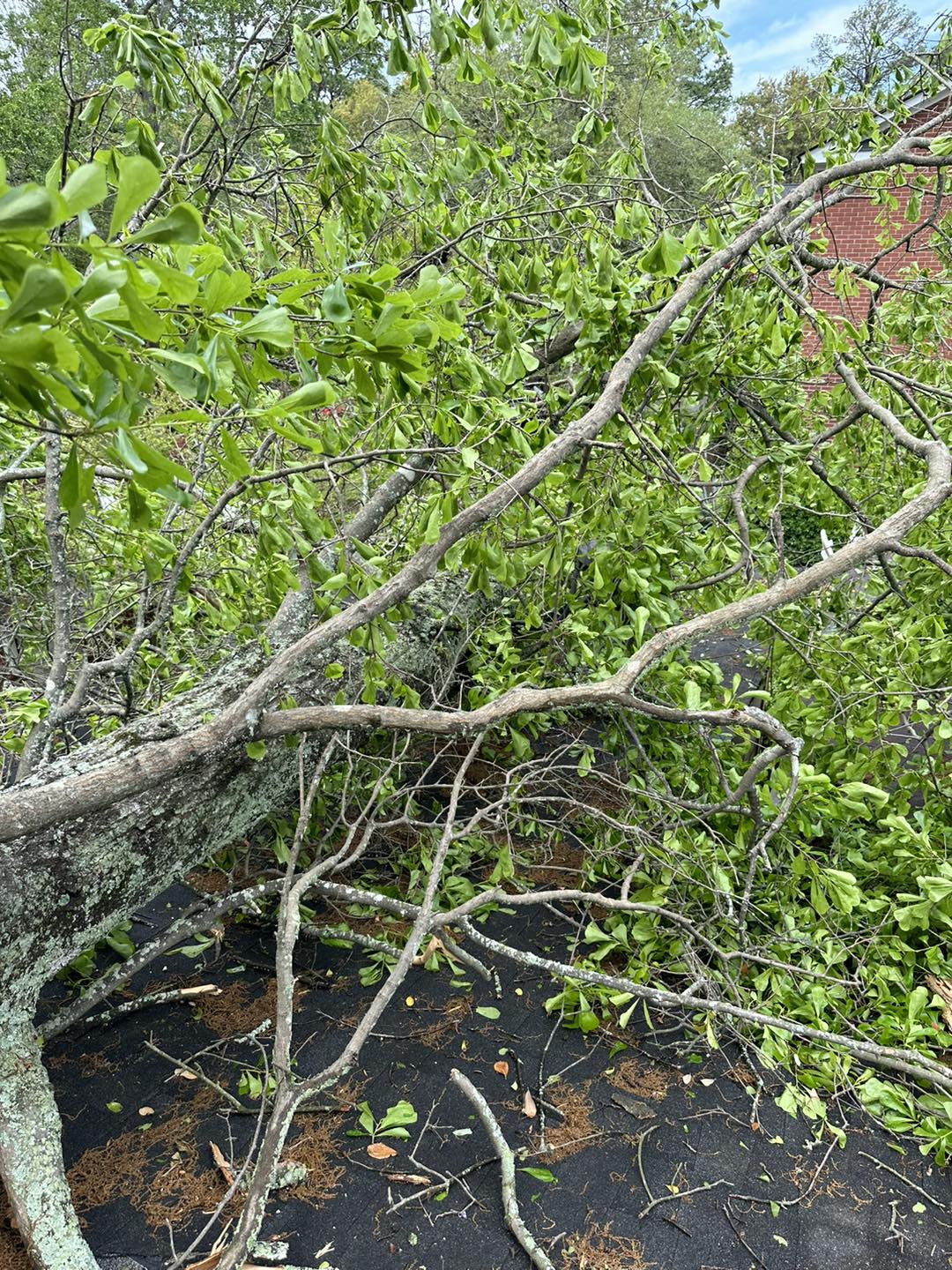 Columbia South Carolinas Best Tree Removal Service