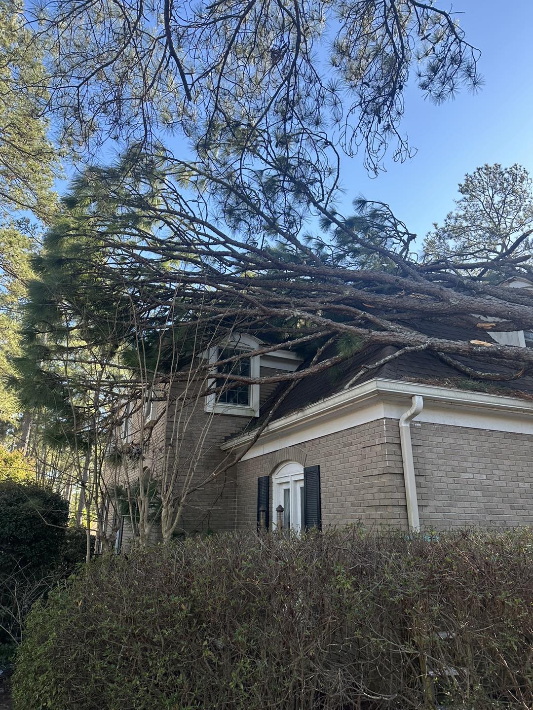Tree Removal Columbia SC