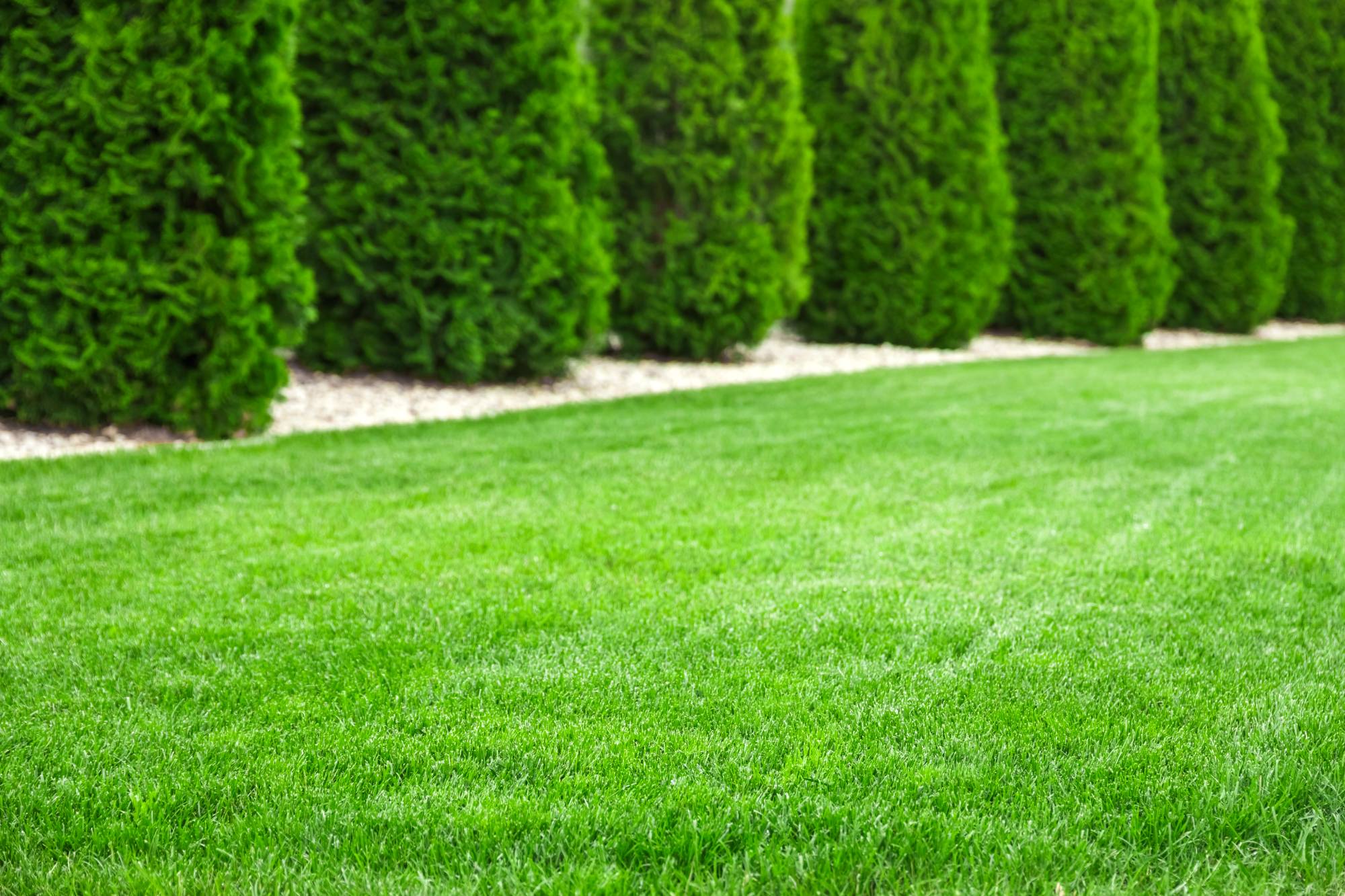 Pine Straw Installation Lexington SC