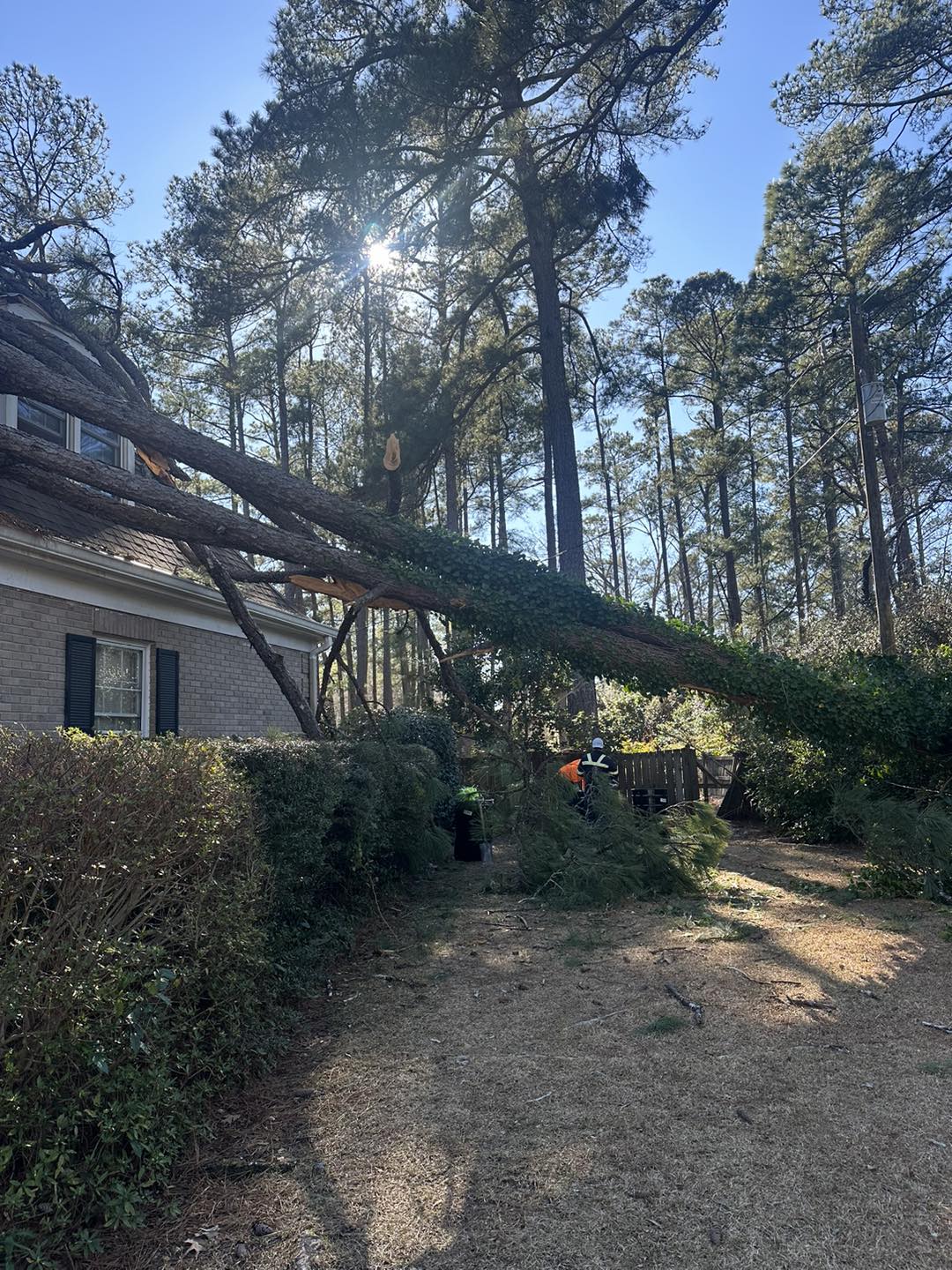 Columbia South Carolinas Best Tree Removal Service