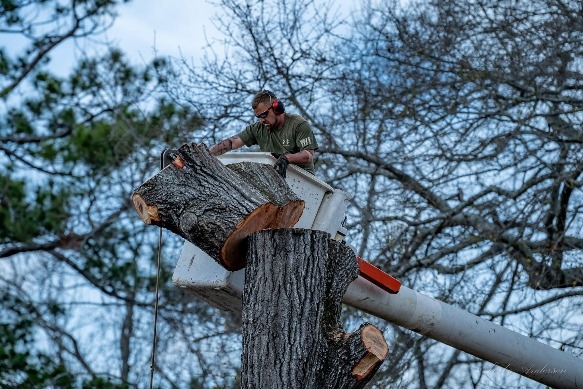 Tree Removal Columbia SC
