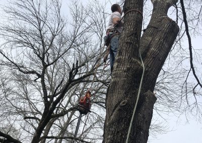 Columbia South Carolinas Best Tree Removal Service